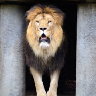 lion king1
